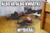 Albo ja, albo kwiatki! :>