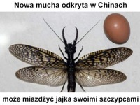 Niezła bestia