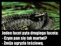 Teściowa i wąż