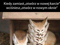 Przeglądarka taka jest