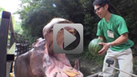 Jak jeść arbuzy hipopotamy