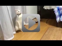 Zabawna Kot chodzenia na tylnych łapach