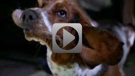 Basset w slow motion