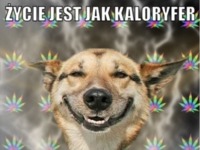 Życie jest jak kaloryfer