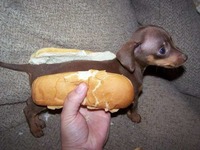 Jedyny hot dog, jakiego bym przygarnęła :D