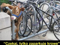 Zaparkowal krowe