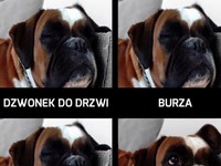 Mój pies