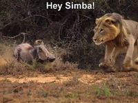 Hey Simba