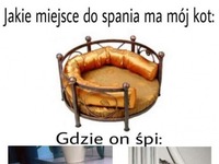 Koty takie są