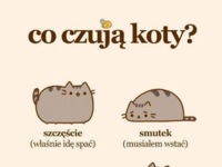 Co czują koty? :D