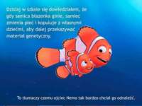 Dlaczego tato Nemo tak bardzo chciał go odnaleźć? :D Wiedziałeś?