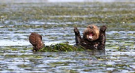 Najlepsze zdjęcia z „The Comedy Wildlife Photography" 2017, czyli zbiór zabawnych zdjęć zwierzaków