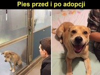 Pies po adopcji vs kot - typowo XD