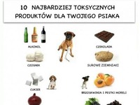 Dla wszystkich posiadaczy psiaków! WARTO wiedzieć :D