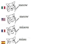 Meow vs Niemcy :)