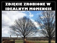 Tak zwany idealny moment :D Niezły z niego jeleń :D