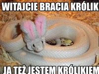 Jestem królikiem