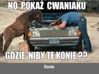 Pokaż te konie cwaniaczku :D