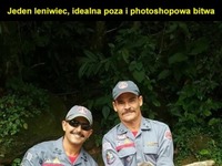 Uratowali tego leniwca, internet oszalał na punkcie zdjęcia i rozpętała się photoshopowa bitwa :D