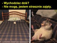 Bardzo zajęty