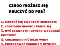 Czego się nauczysz od... PSA?