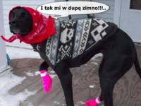 Zimno w dupę