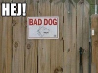 BAD DOG