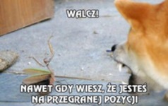 Walcz