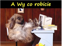 A wy co robicie