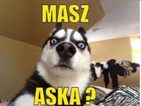 Masz aska? :)