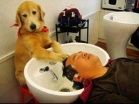 Gdyby pies był fryzjerem i odcięliby wodę XD Riposta doskonała :D