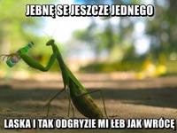 Jeszcze jeden ;D