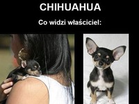 Chichuachua