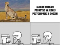 Jaguar potrafi pozostać w jednej pozycji przez 8 godzin. AMATOR! :D