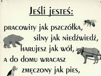 Jesteś osłem!