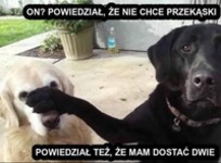 Rodzeństwo zrozumie! Młodszy brat zapłacze, a starszy się zaśmieje RACJA :D?