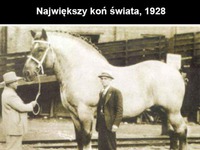 Największy koń świata