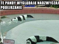 Dziwne pandy