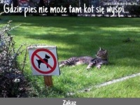Koty to zawsze mają z górki ;D