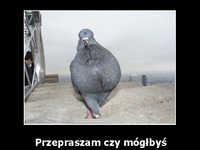 Przepraszam czy mógłbyś zaparkować