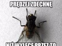 PRĘDZEJ ZDECHNIE