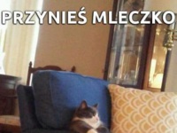 Przynieś MLECZKO :D