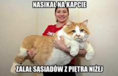 MegaKot