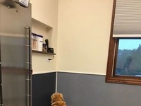 Zabawne zdjęcia, kiedy psy uświadomiły sobie, że idą do weterynarza