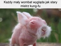 mały wombat