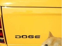 DOGE :D