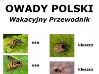 wakacyjny przewodnik po owadach