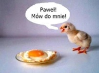 Co mówi kurczaczek do jajka sadzonego? XD
