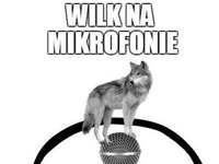 Wilk na mikrofonie