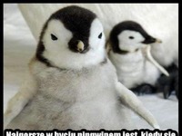najgorsze w życiu pingwina